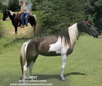 "SUNNY" Tabiano Mare Spotted Saddle