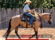 "Elvis " Buckskin Gelding Quarter Horse
