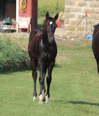 "NV Meet Me In Montana**SOLD**" Black Filly Paint