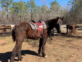 "Apollo,Toby, Oreo" Black Gelding Percheron