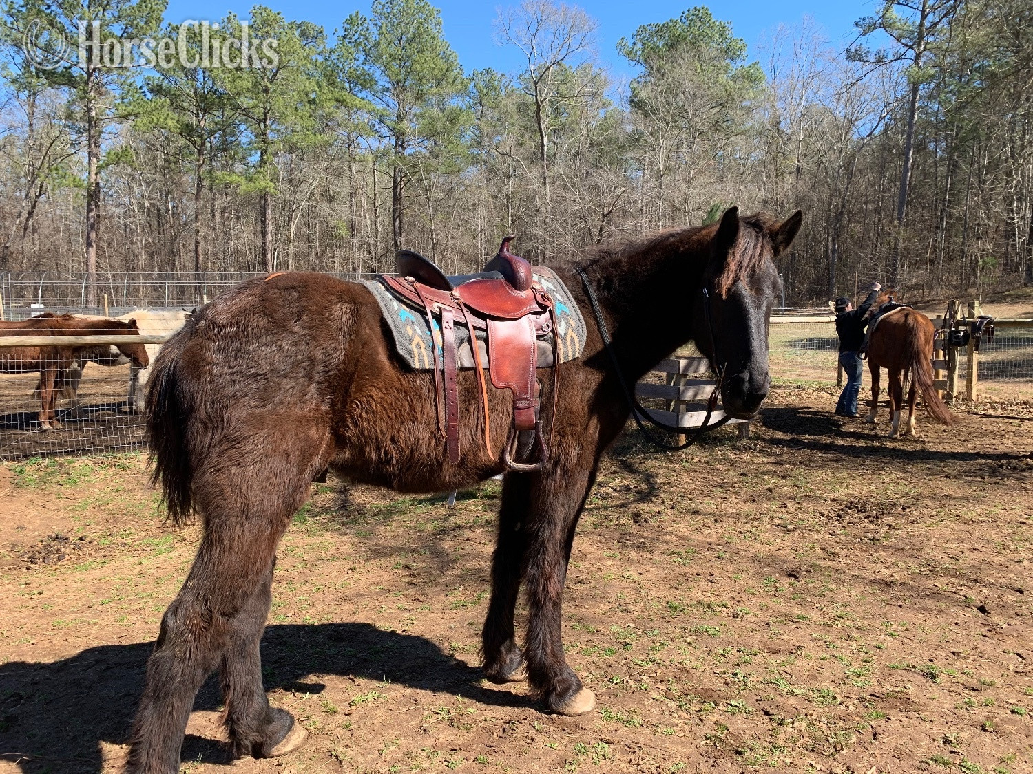 "Apollo,Toby, Oreo" Black Gelding Percheron in South Carolina