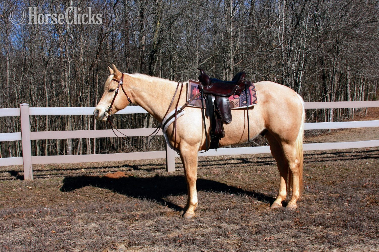 "Jackson" Palomino Gelding Quarter Horse in Georgia