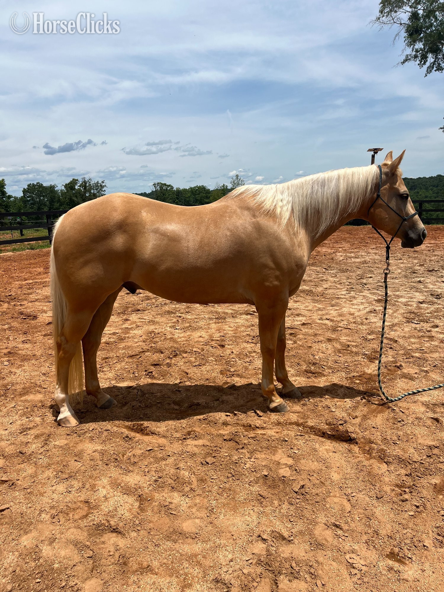 "Jackson" Palomino Gelding Quarter Horse