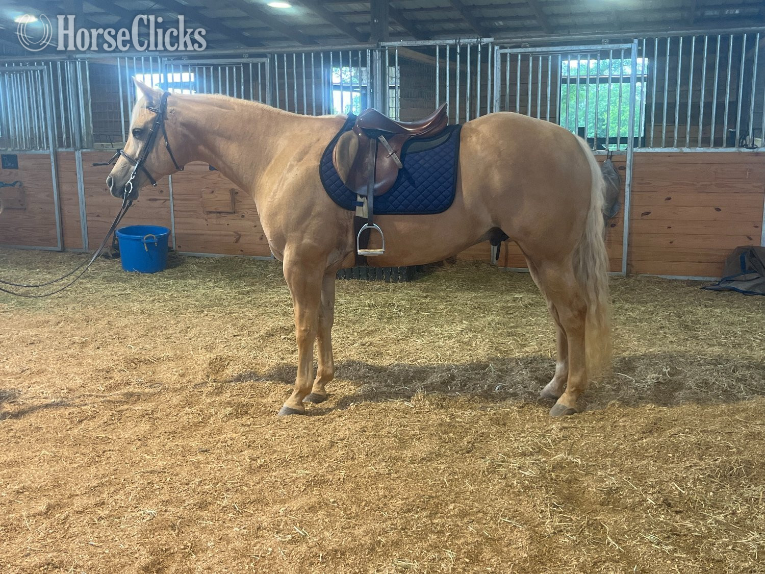 "Jackson" Palomino Gelding Quarter Horse - Quarter Horse