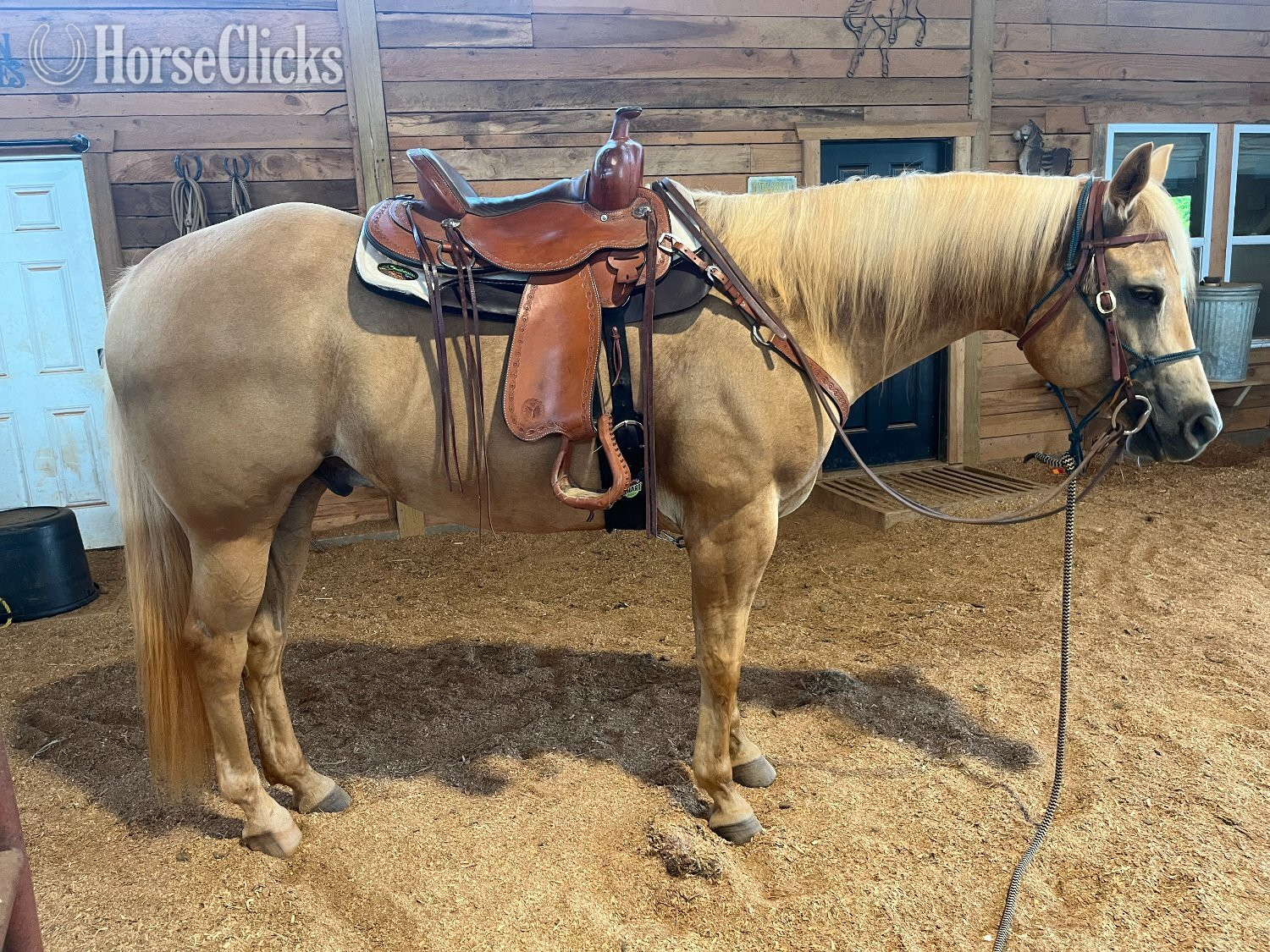"Jackson" Palomino Gelding Quarter Horse Georgia