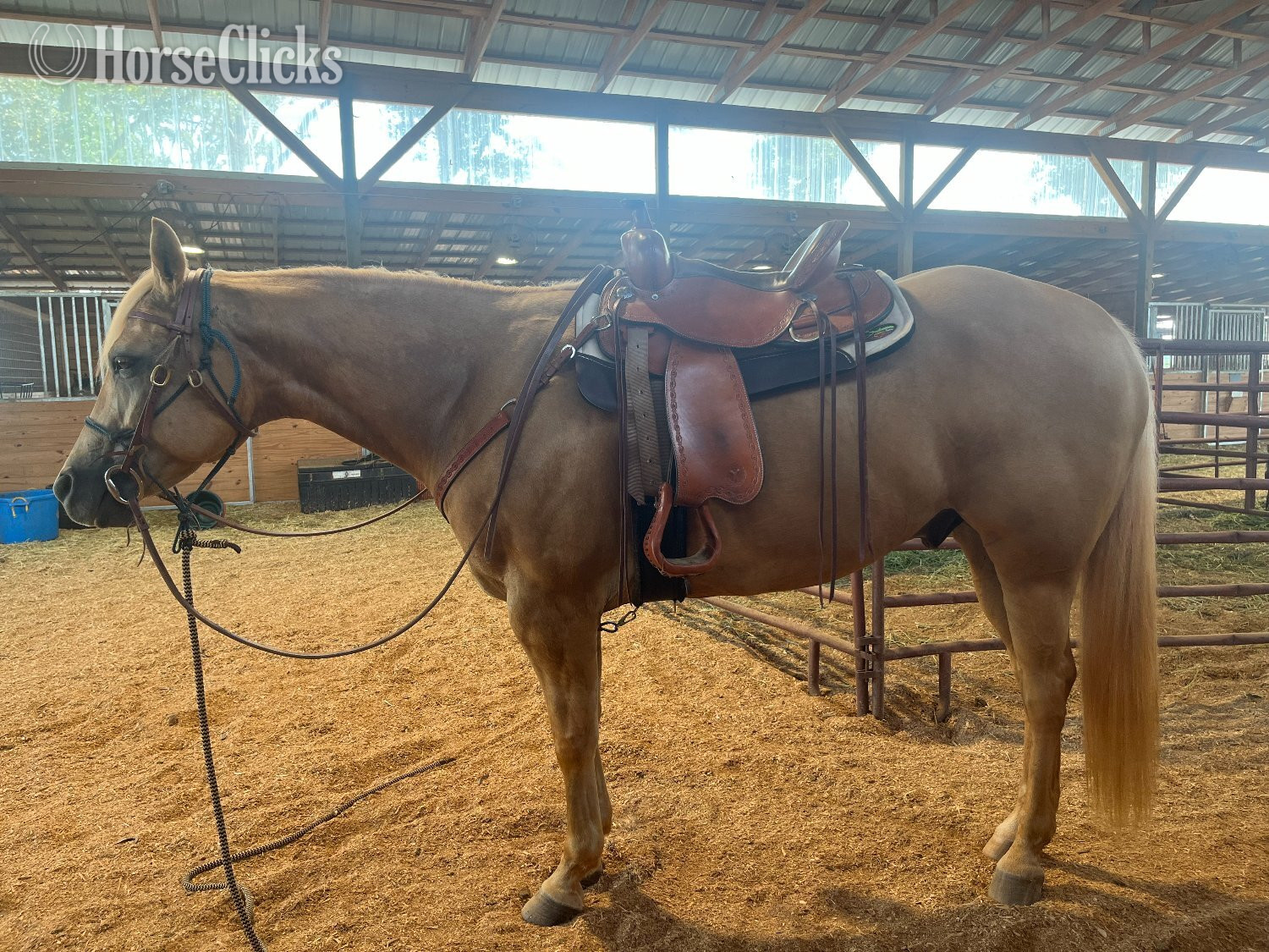 Quarter Horse - "Jackson" Palomino Gelding Quarter Horse in Georgia