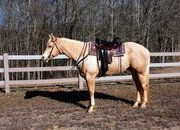 "Jackson" Palomino Gelding Quarter Horse