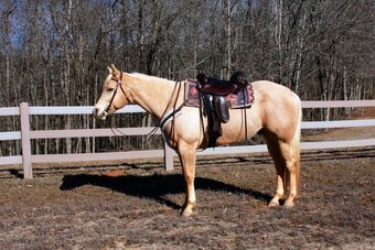 "Jackson" Palomino Gelding Quarter Horse