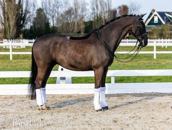 "Kingsley" Black Gelding Warmblood