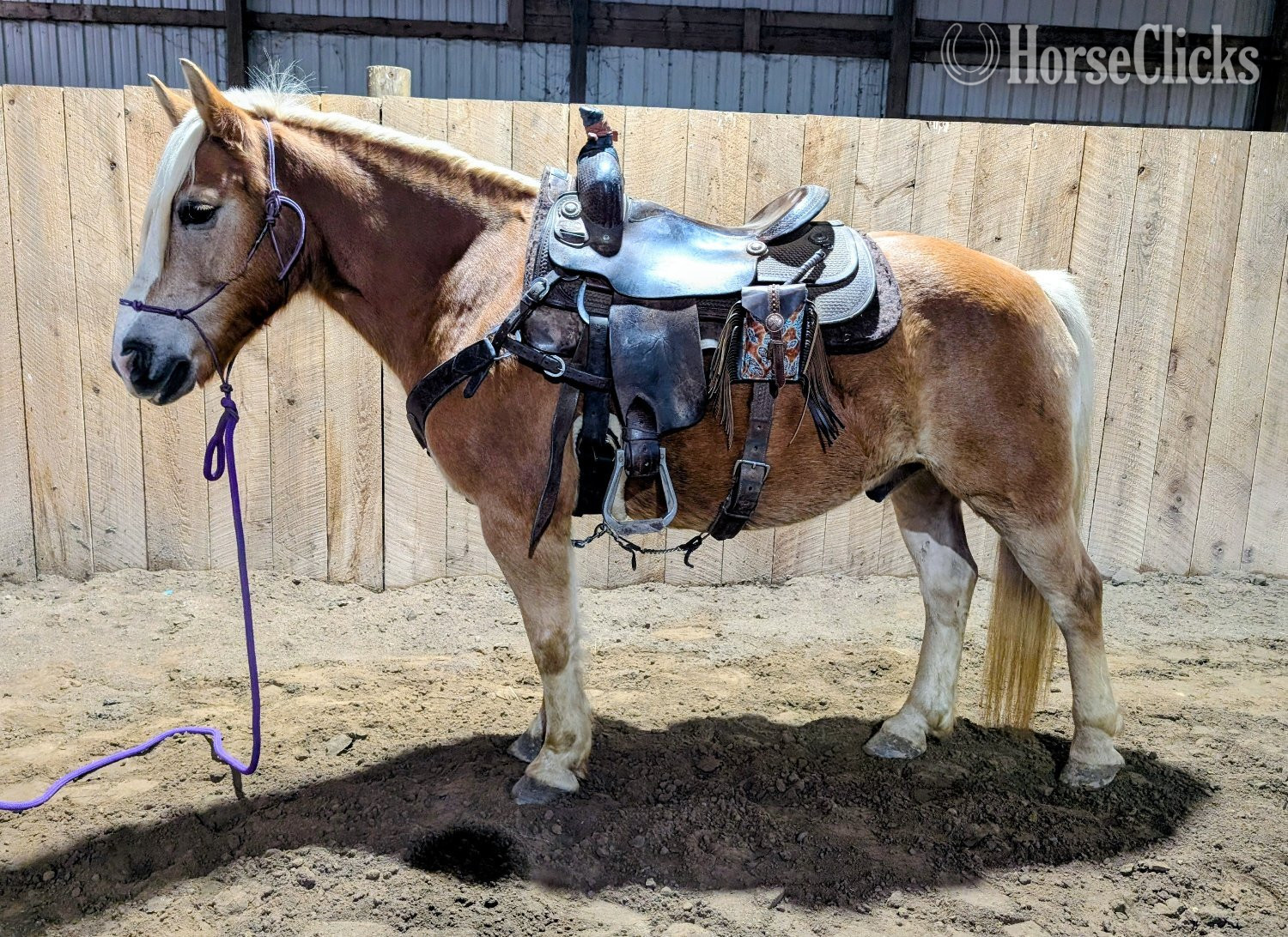 "Henry" Sorrel Gelding Haflinger - Haflinger in New York