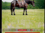 "Moonshine" Black Gelding Draft