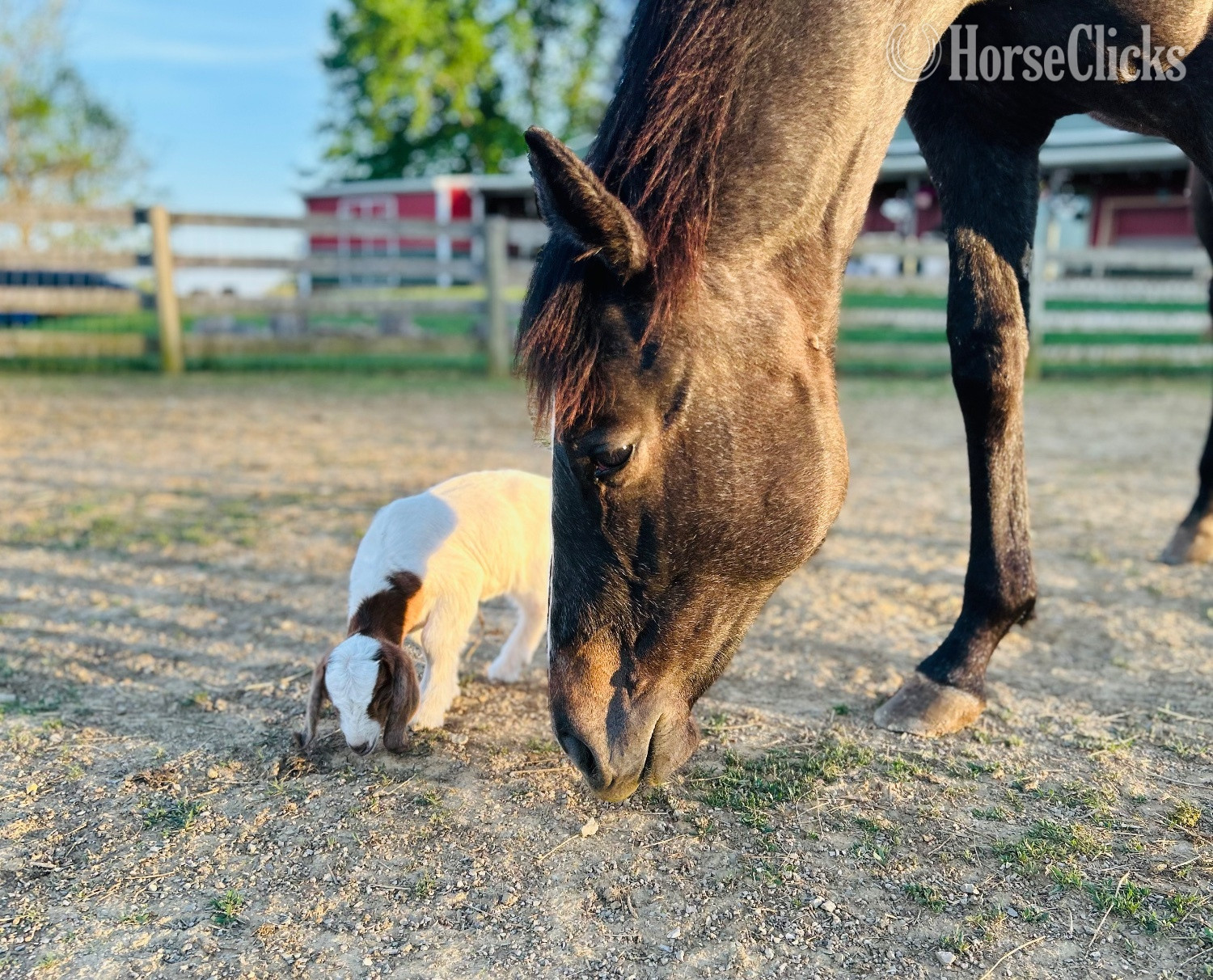 "WF PRITZI EPIC FILLY (“Dixie”" Grey Filly Quarter Horse