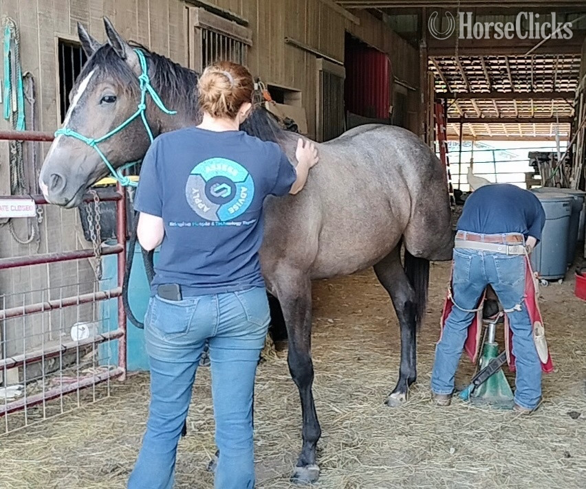 Ohio "WF PRITZI EPIC FILLY (“Dixie”" Grey Filly Quarter Horse