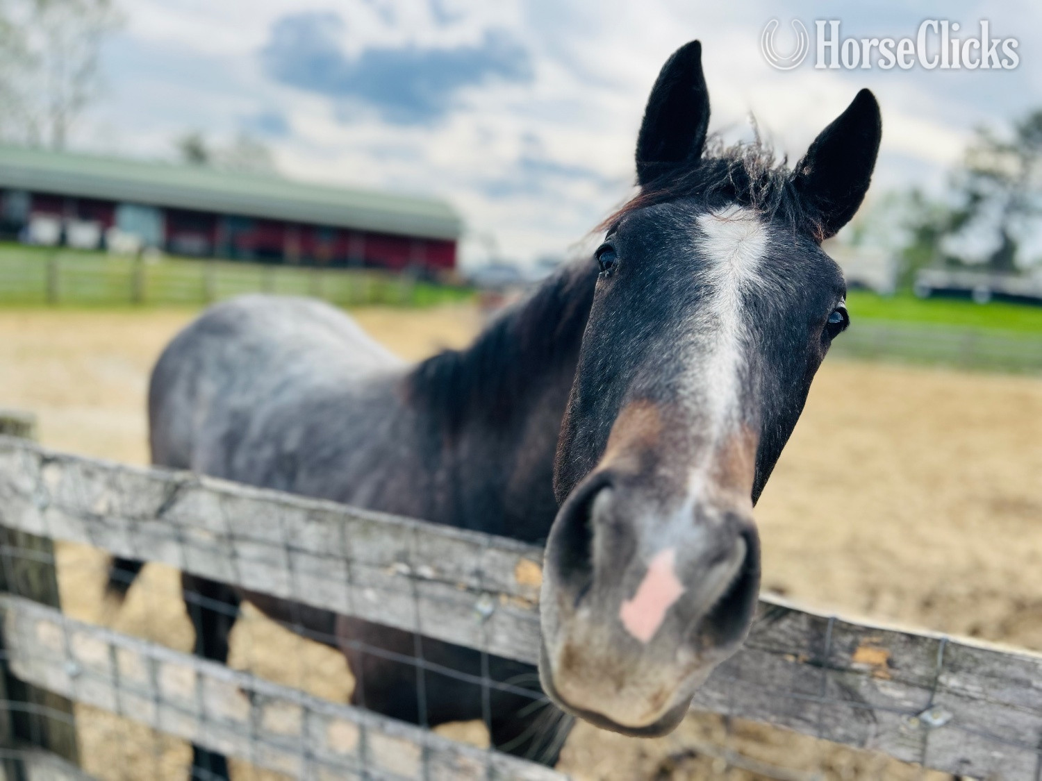 "WF PRITZI EPIC FILLY (“Dixie”" Grey Filly Quarter Horse - Quarter Horse in Ohio