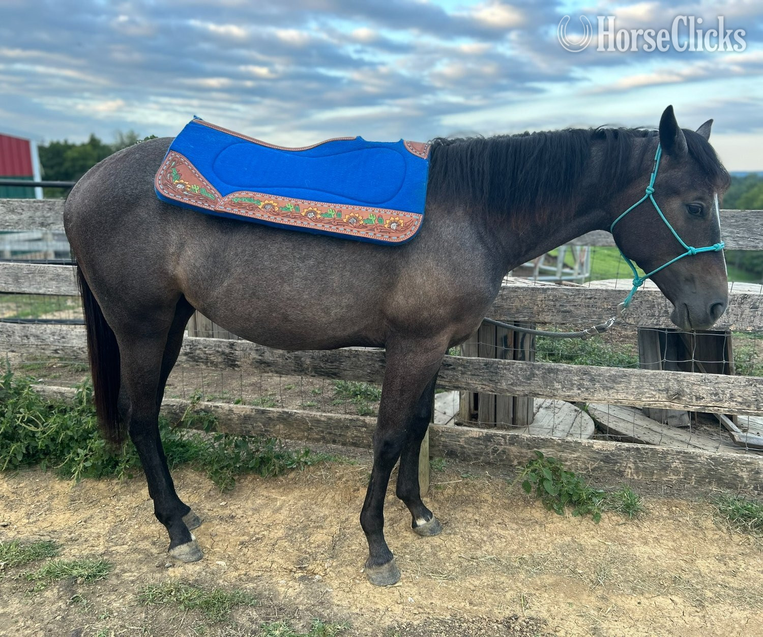 "WF PRITZI EPIC FILLY" Grey Filly Quarter Horse - Quarter Horse in Ohio