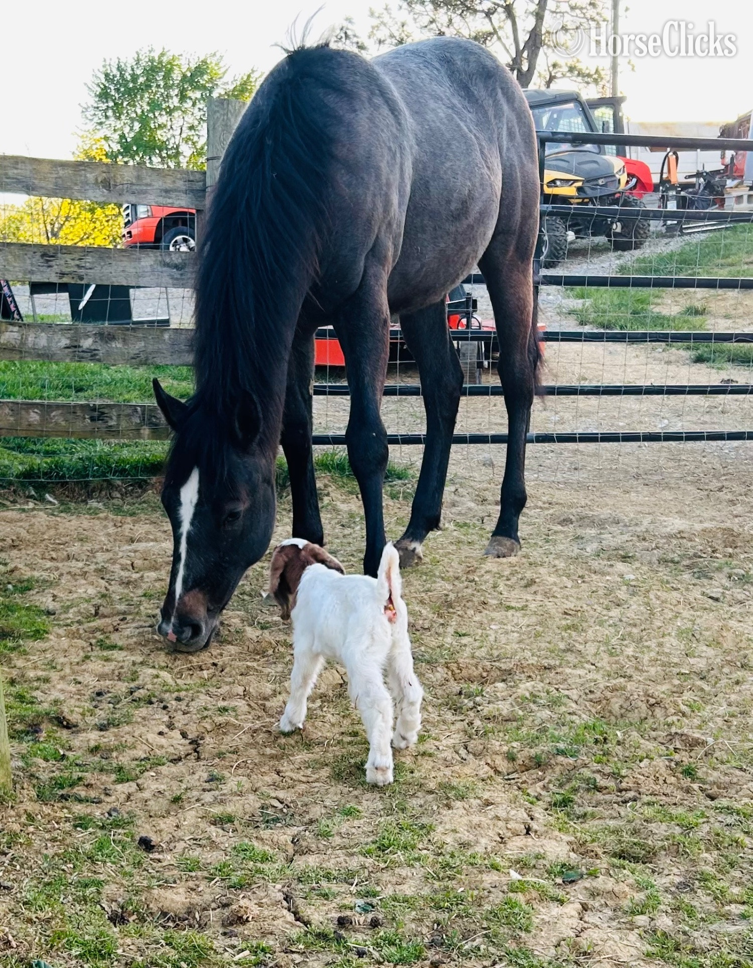 "WF PRITZI EPIC FILLY (“Dixie”" Grey Filly Quarter Horse - Quarter Horse