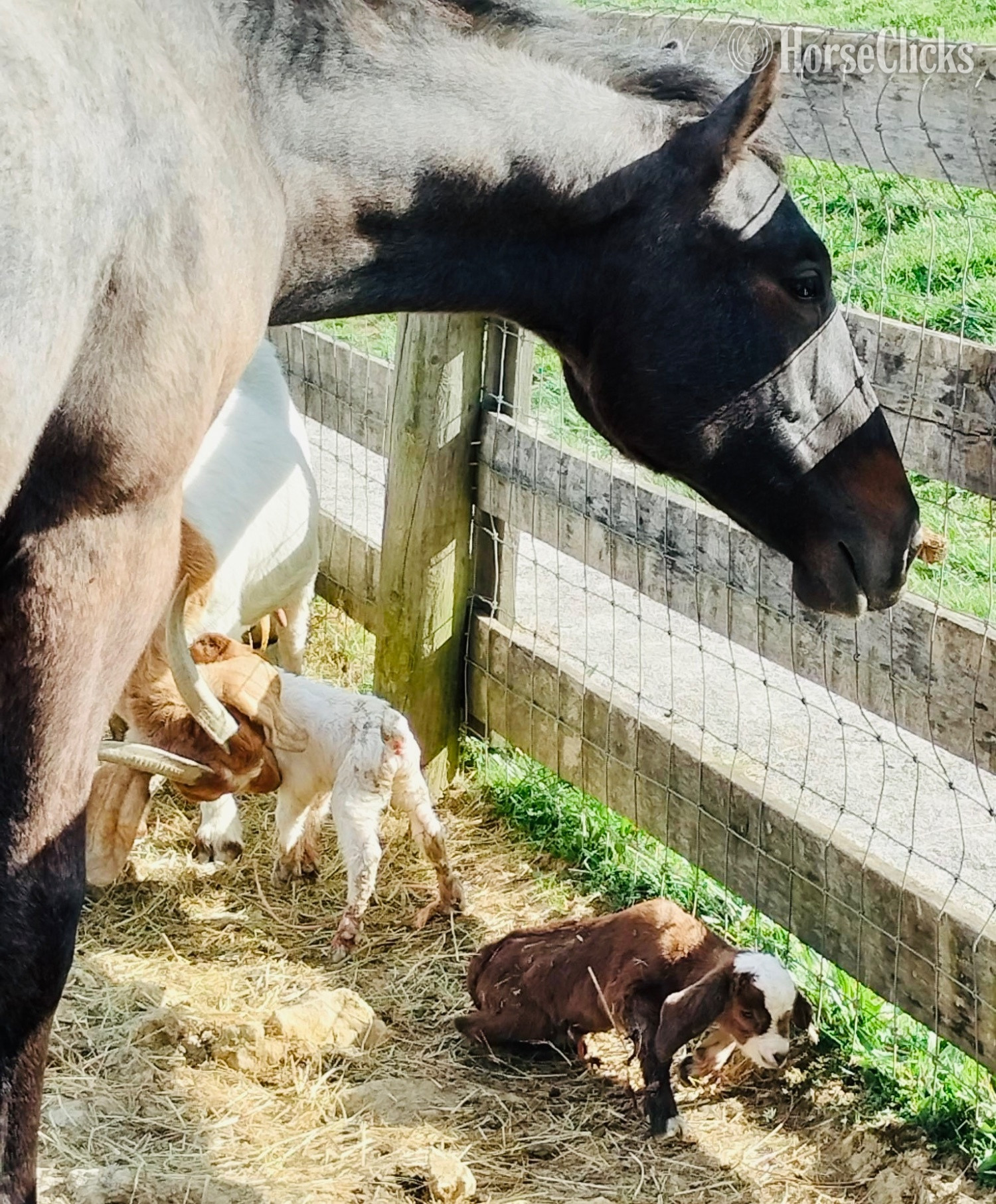 Quarter Horse - "WF PRITZI EPIC FILLY (“Dixie”" Grey Filly Quarter Horse in Ohio