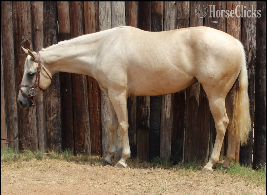 "Orla" Palomino Mare Warmblood