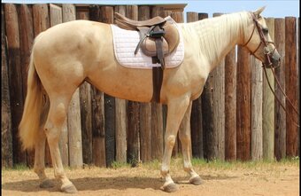 "Orla" Palomino Mare Warmblood