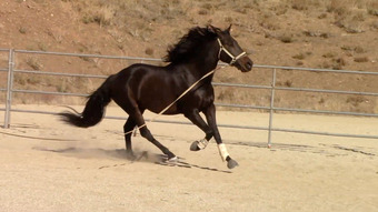 "Lorenzo" Bay Gelding Andalusian