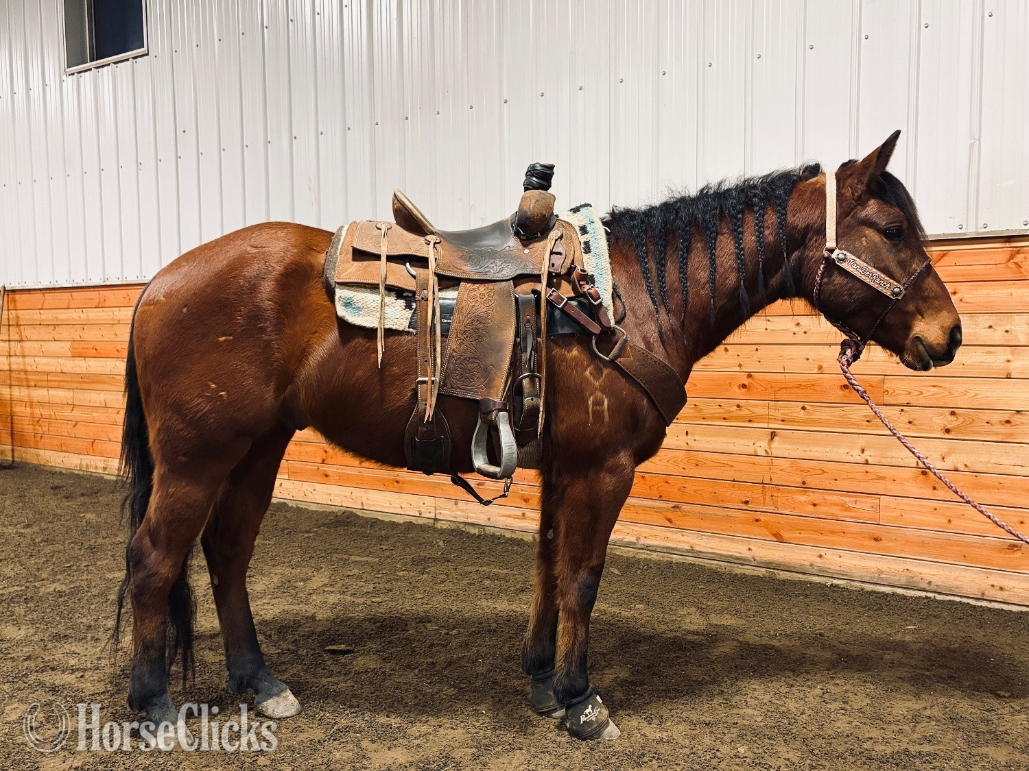 "HAWKSLILFRENCHSTOLI" Bay Gelding Quarter Horse