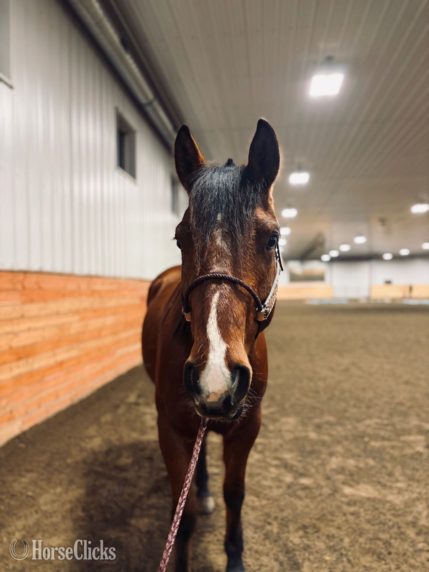 Alberta "HAWKSLILFRENCHSTOLI" Bay Gelding Quarter Horse