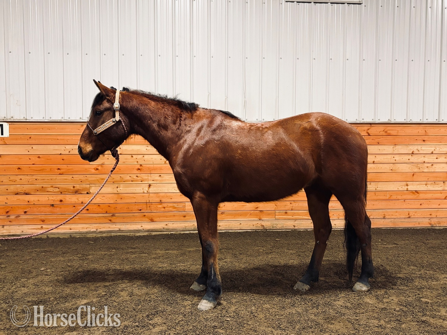 "HAWKSLILFRENCHSTOLI" Bay Gelding Quarter Horse - Quarter Horse
