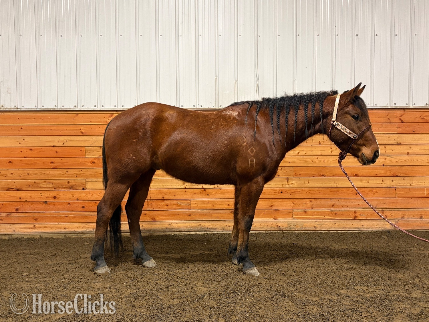 "HAWKSLILFRENCHSTOLI" Bay Gelding Quarter Horse Alberta