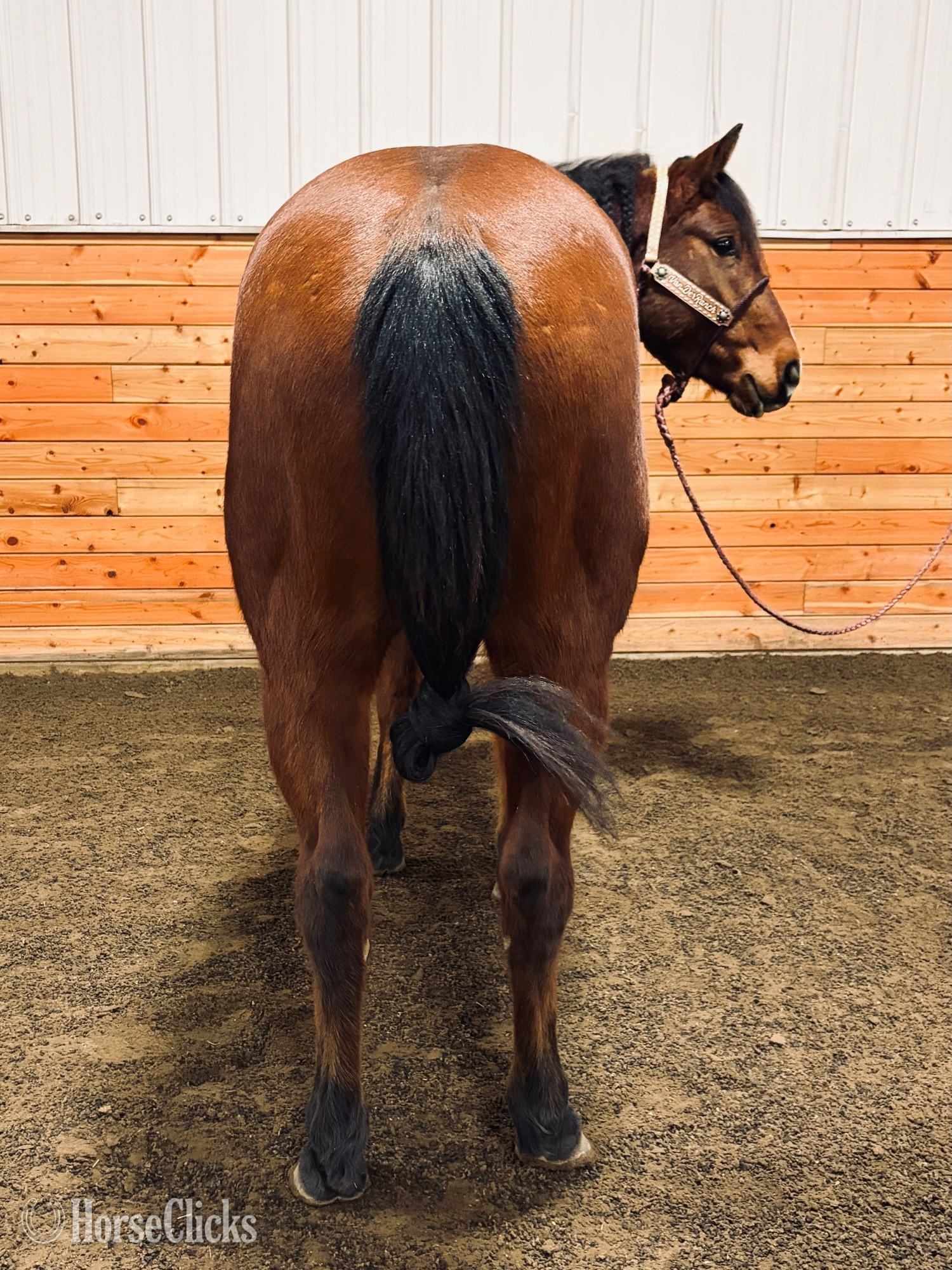 Quarter Horse - "HAWKSLILFRENCHSTOLI" Bay Gelding Quarter Horse in Alberta
