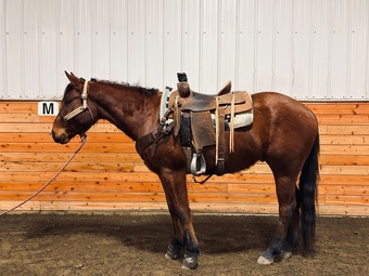 "HAWKSLILFRENCHSTOLI" Bay Gelding Quarter Horse