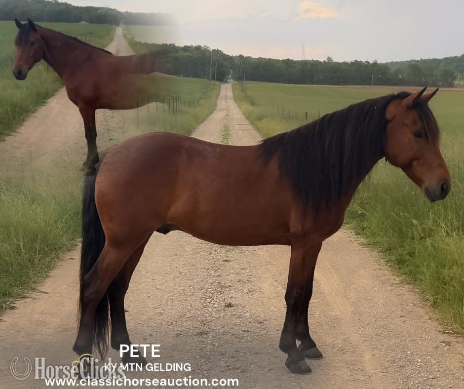 "PETE" Bay Gelding Kentucky Mountain in Indiana