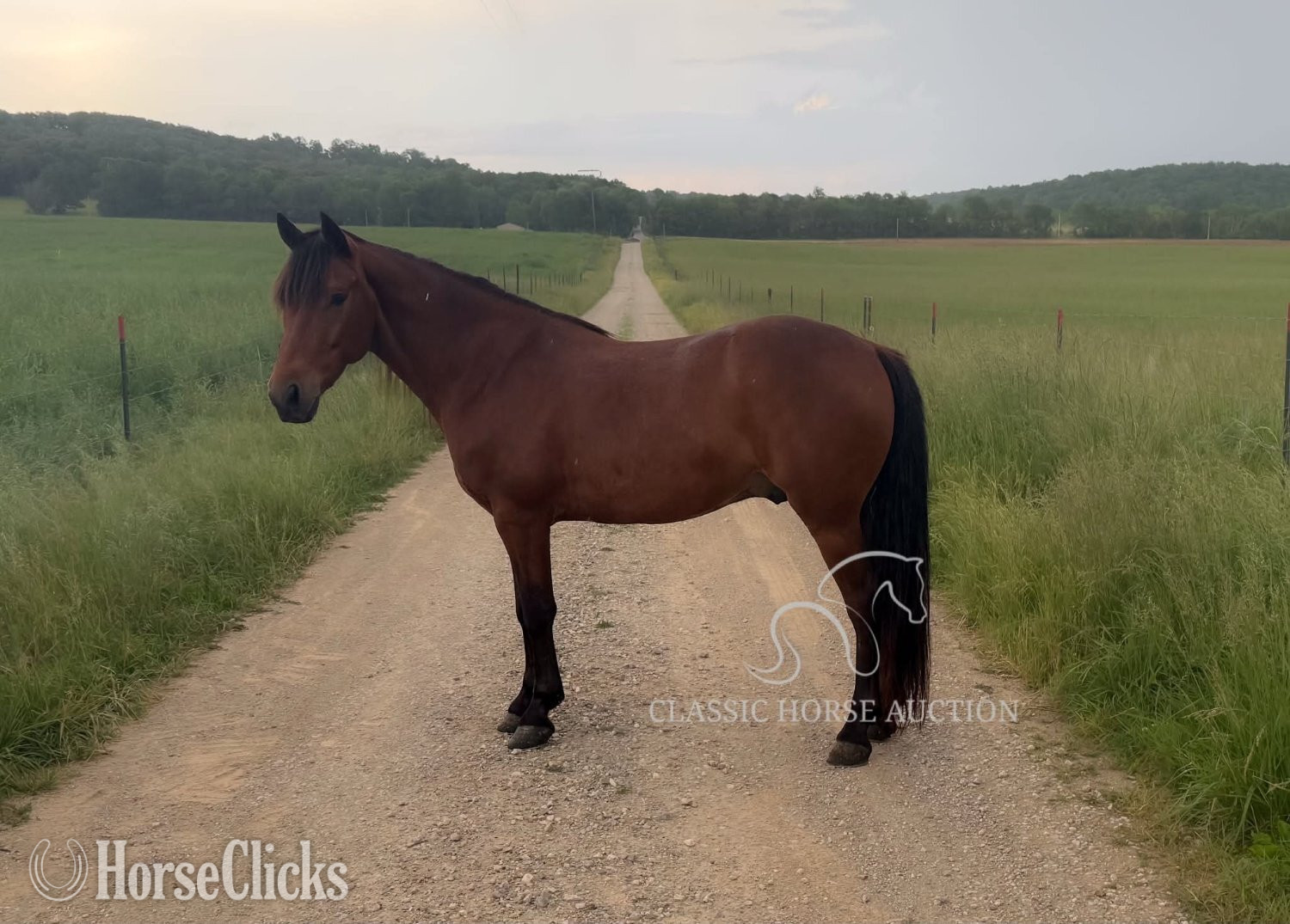 "PETE" Bay Gelding Kentucky Mountain