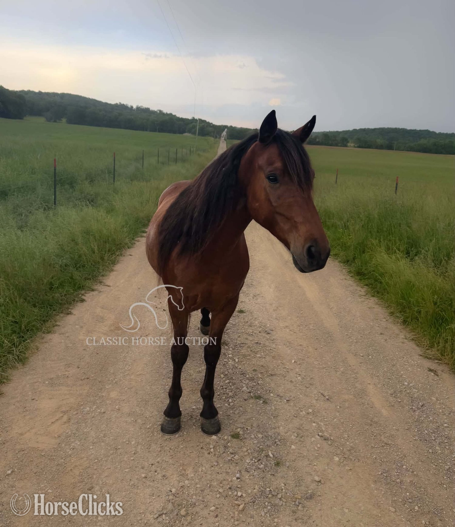Indiana "PETE" Bay Gelding Kentucky Mountain