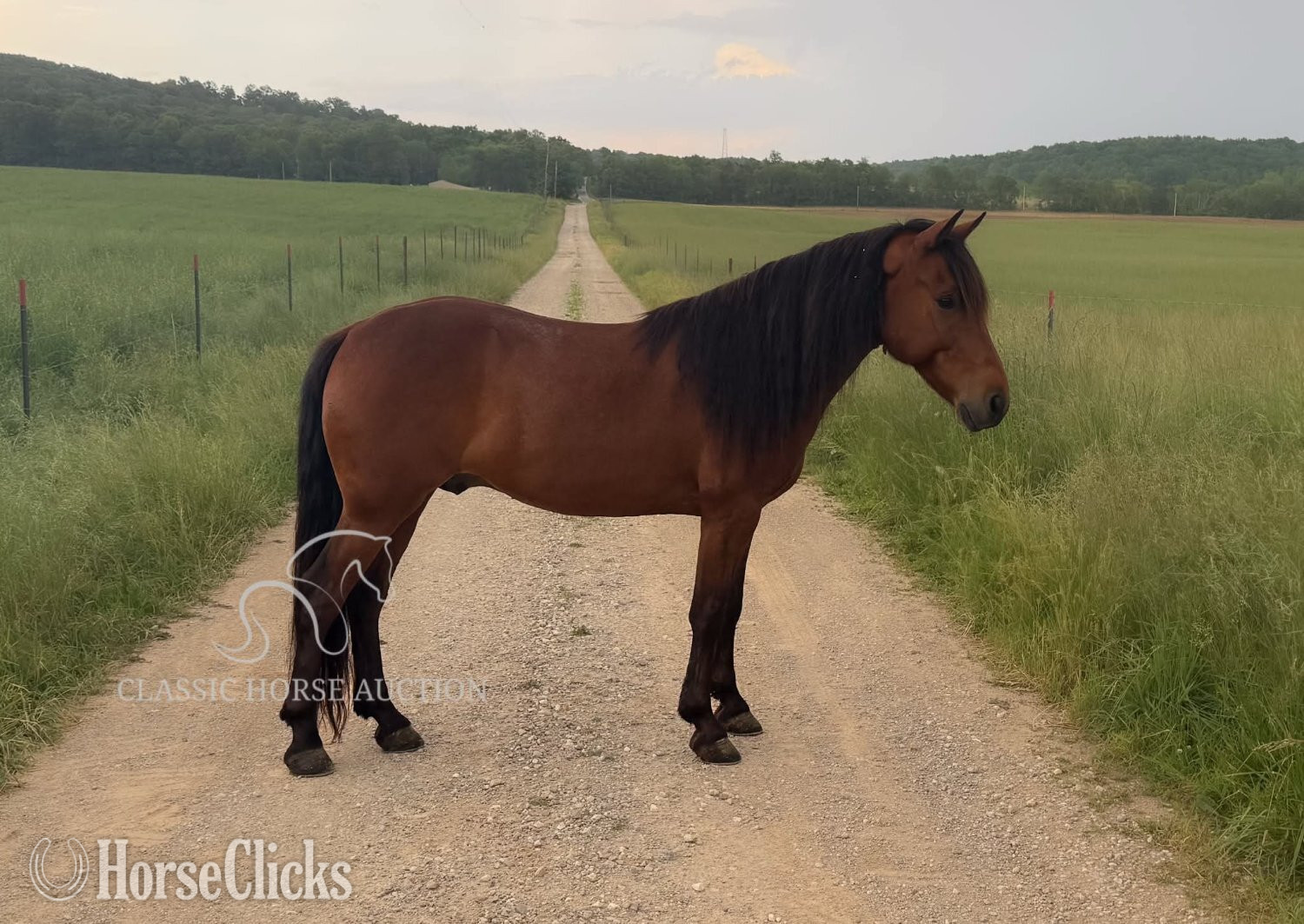 "PETE" Bay Gelding Kentucky Mountain - Kentucky Mountain in Indiana