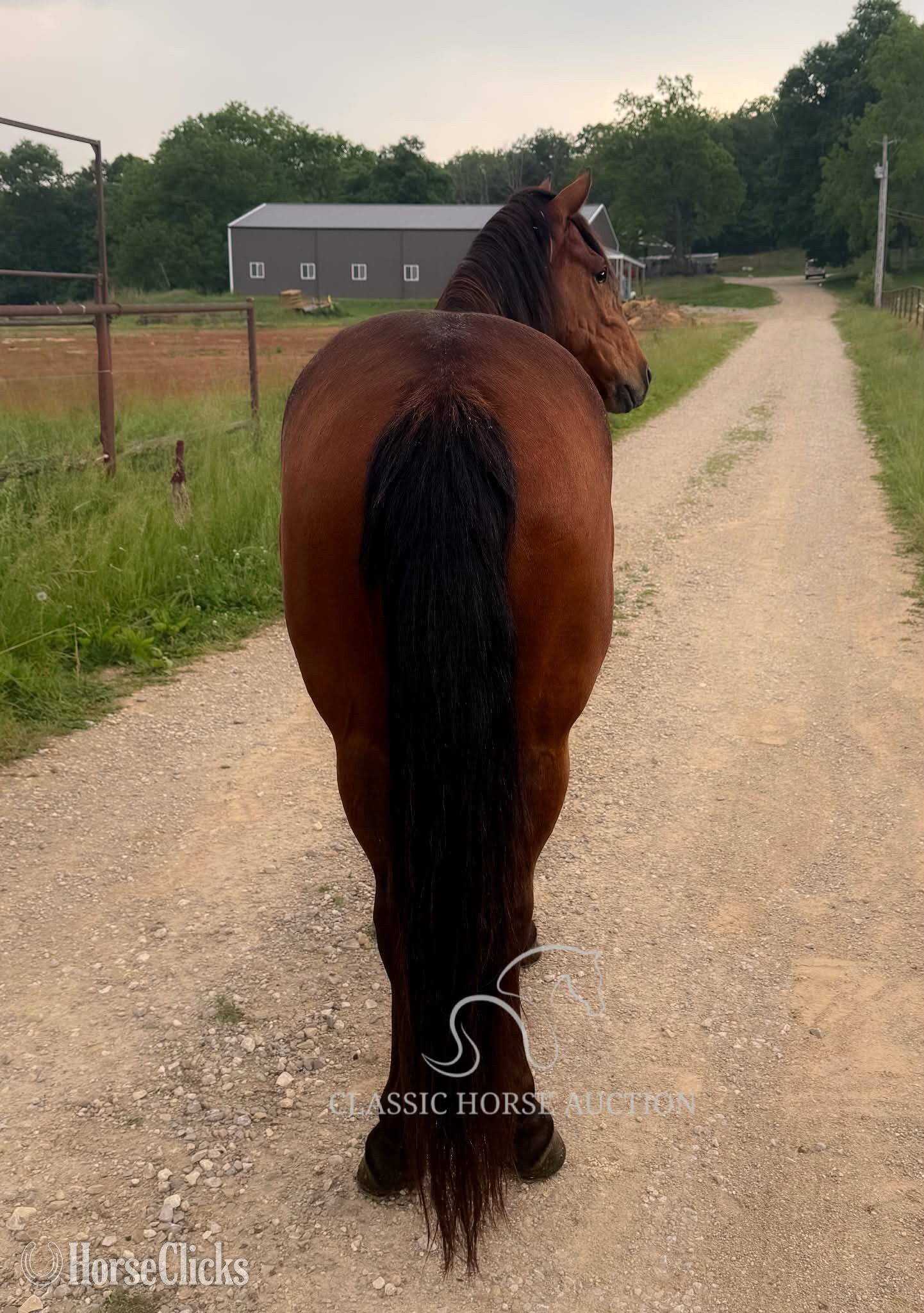 "PETE" Bay Gelding Kentucky Mountain - Kentucky Mountain