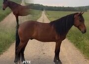 "PETE" Bay Gelding Kentucky Mountain