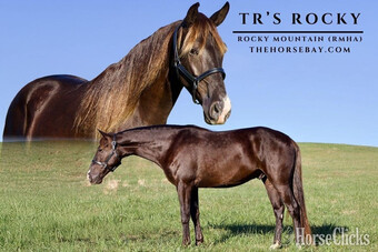 "TR'S Rocky" Chocolate Gelding Rocky Mountain