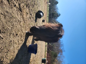 "Logan" Black Gelding Pony