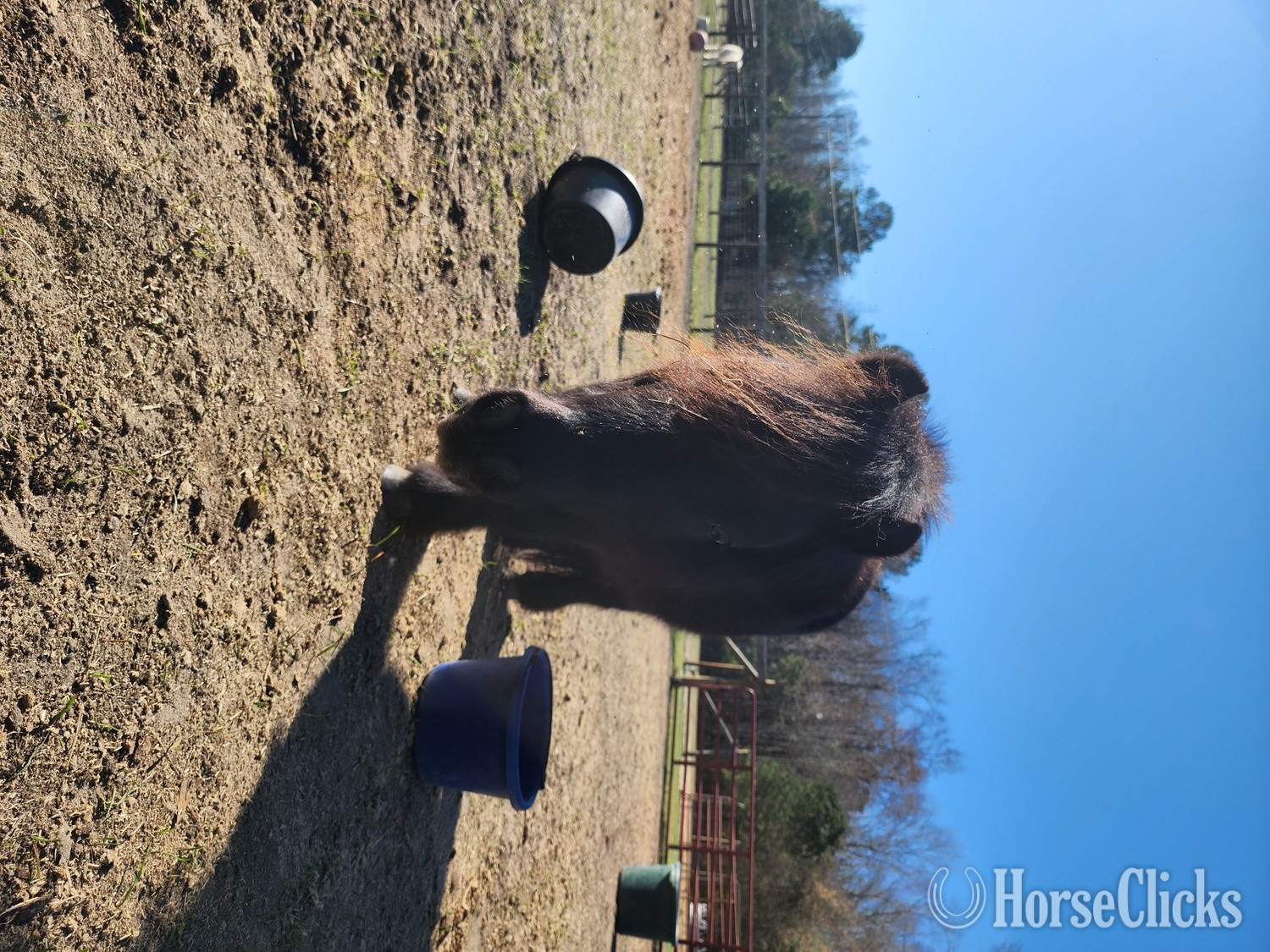 "Logan" Black Gelding Pony in South Carolina