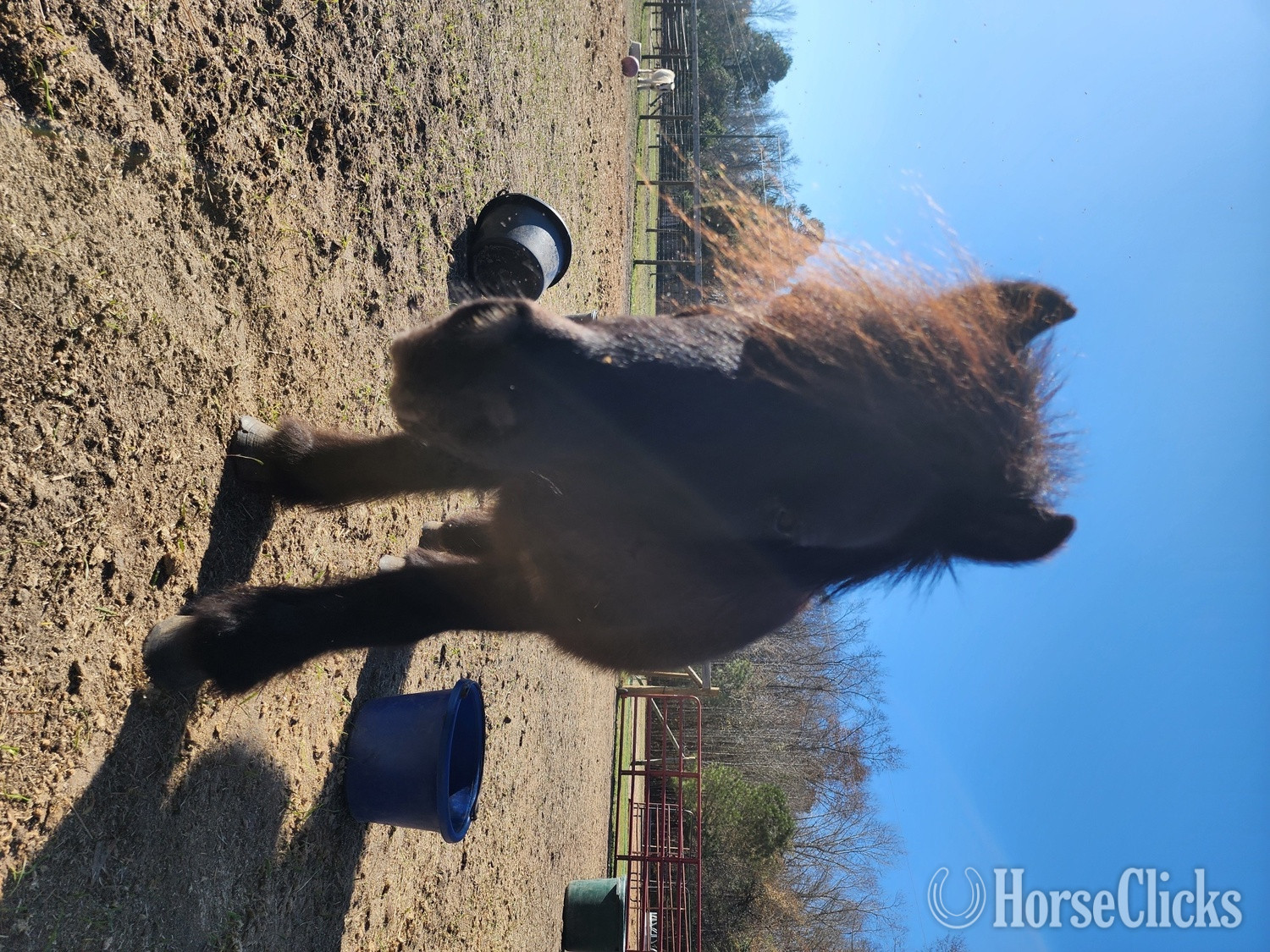 "Logan" Black Gelding Pony