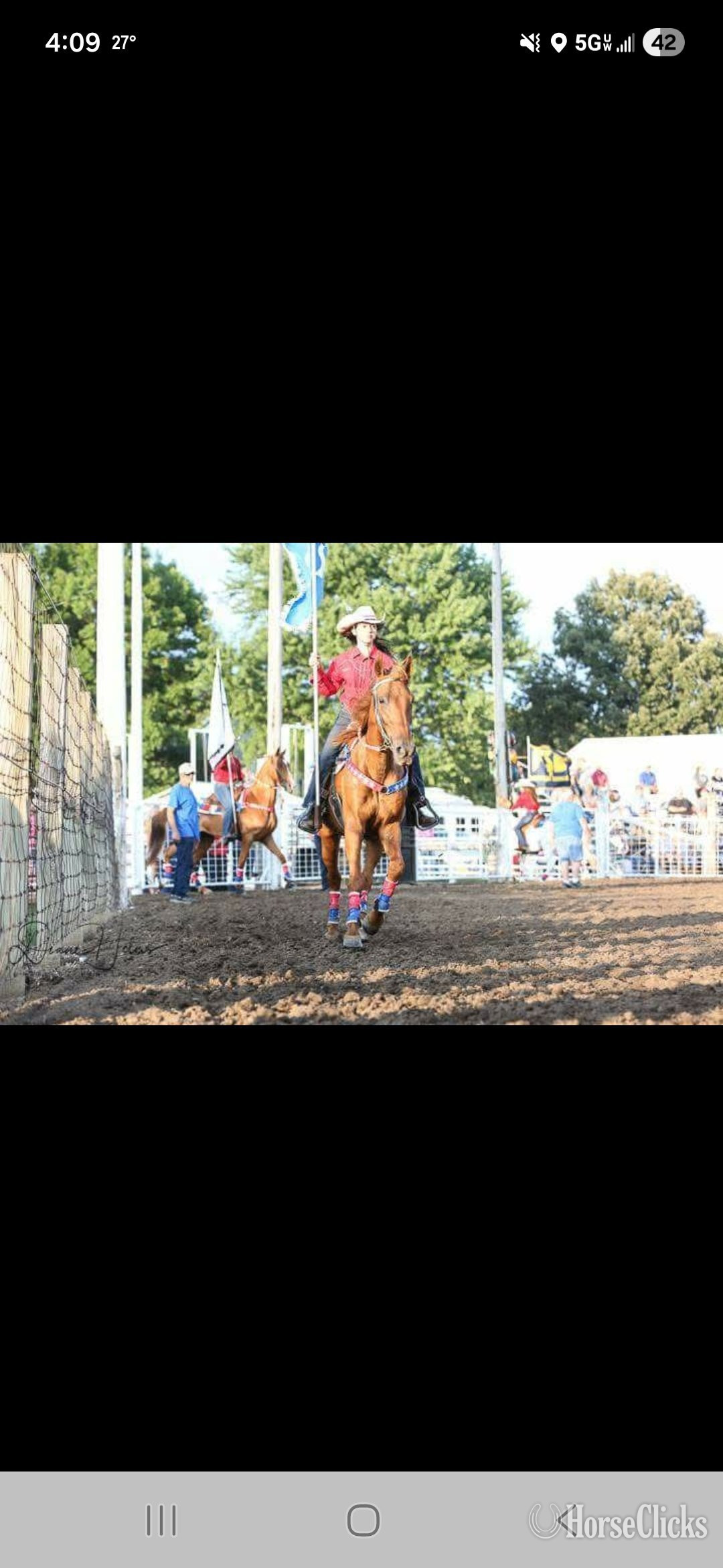 "Fred" Chestnut Gelding Missouri Fox Trotter in Illinois
