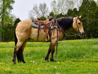 "DUSTY" Buckskin Gelding Quarter Horse