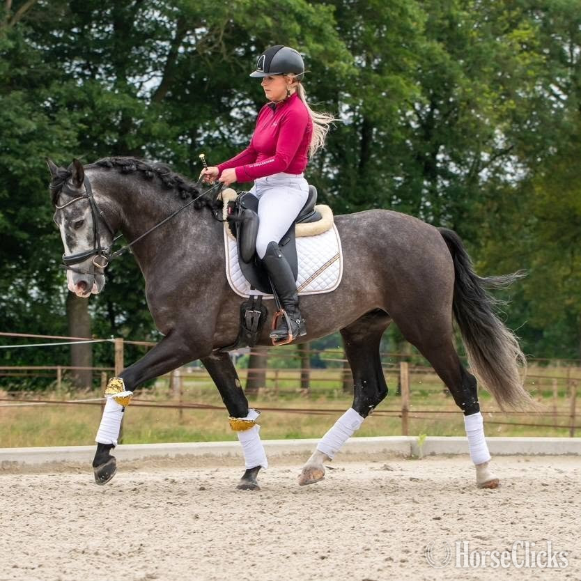 "Marco" Grey Gelding Andalusian