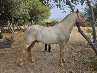 "Calos" Perlino Stallion Andalusian
