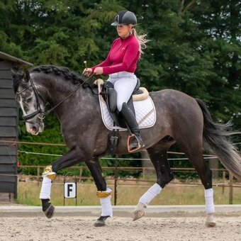 "Marco" Grey Gelding Andalusian
