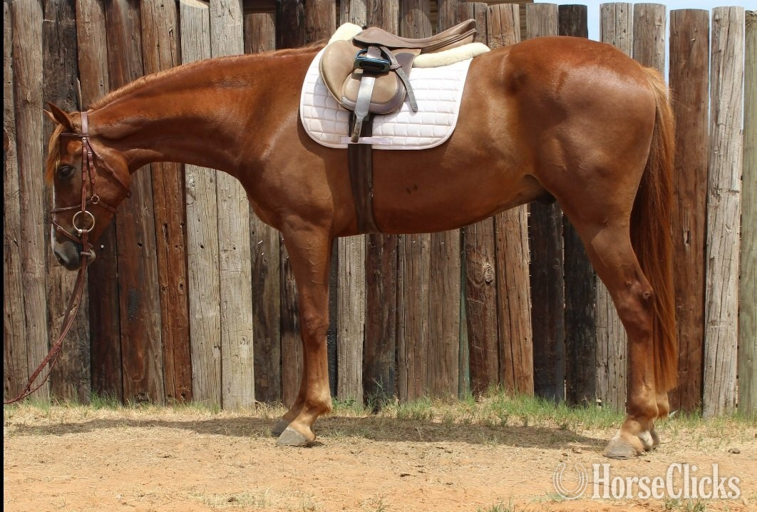 "Popsicle "Pops"" Chestnut Gelding Warmblood