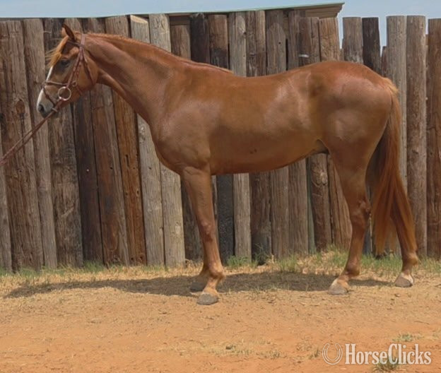 Texas "Popsicle "Pops"" Chestnut Gelding Warmblood