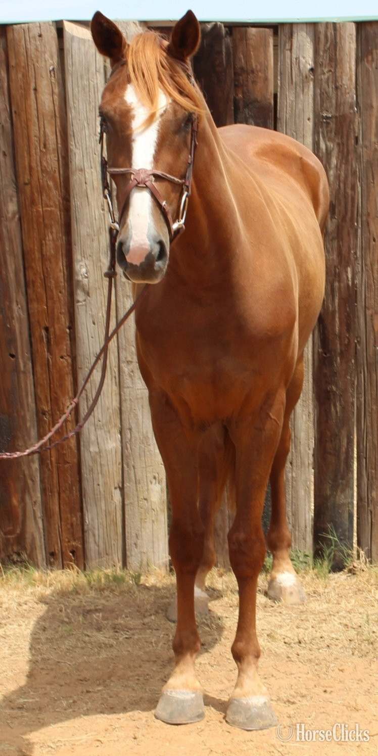 "Popsicle "Pops"" Chestnut Gelding Warmblood - Warmblood in Texas