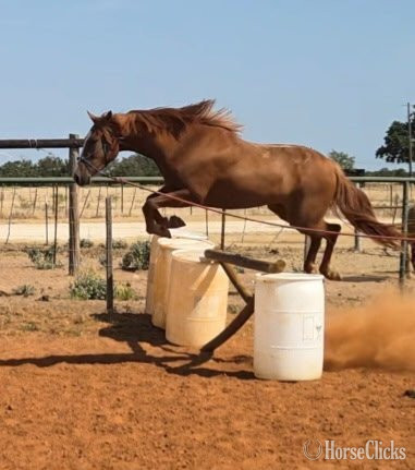 "Popsicle "Pops"" Chestnut Gelding Warmblood Texas