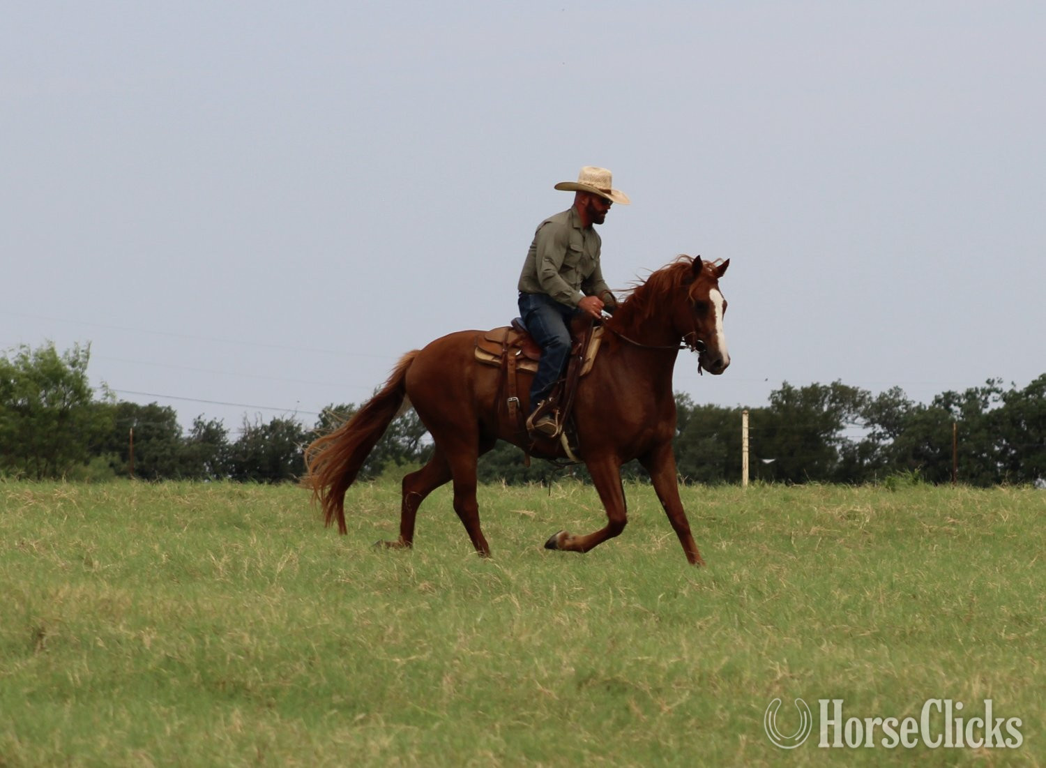 Warmblood - "Popsicle "Pops"" Chestnut Gelding Warmblood in Texas